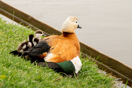 Ruddy shelduck (Tadorna ferruginea duck) cower her ducklings with wingsの写真素材