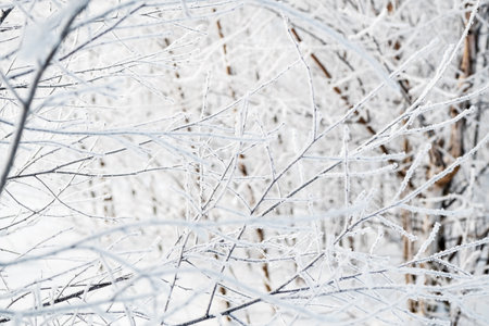 Winter pattern of tree branches covered with white hoarfrost