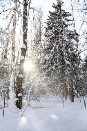 Sunbeam breaks through the snow-covered tree trunks in the winter forestの写真素材