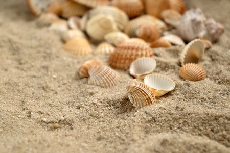 Scallop shells scattered on sandy beach, marine holiday backgroundの写真素材
