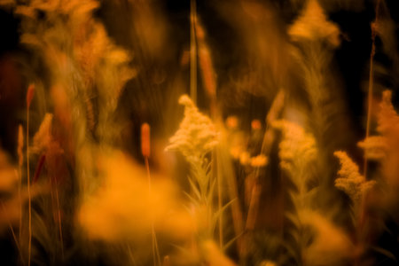Blurred autumnal floral natural backgroundの写真素材