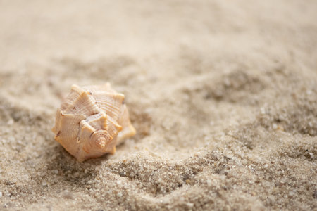 Conch shell on sany beach, summer holidays backgroundの写真素材