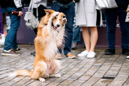 the dog jokingly hides from the crowd and closes his eyes with his paws