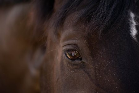 brown horse eye close upの写真素材