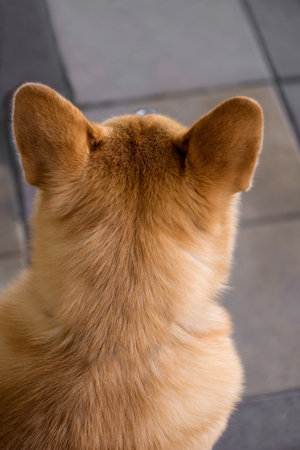 Close-up view from behind on ginger dog pricked up its earsの写真素材