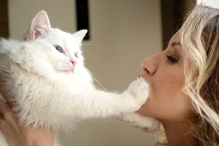 white fluffy cat touching woman face with its pawの写真素材