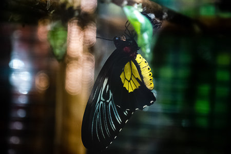 butterfly hatches from a cocoonの写真素材