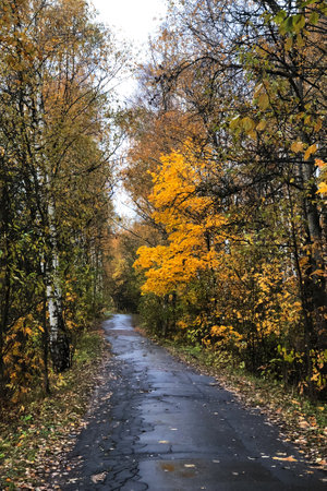 road among rows of yellow colored leaves trees in autumn seasonの写真素材