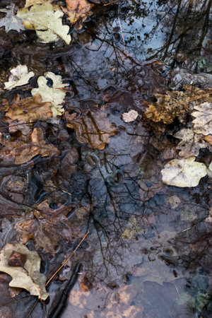 fallen leaves, drowned in puddle, with tree branches against the sky, reflected on water surface