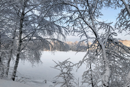 snow-covered tree branch leans over frozen lake winter landscapeの写真素材
