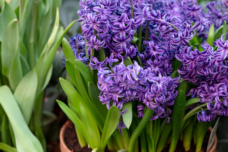 Bunch of blooming purple hyacinth flower growing in spring gardenの写真素材