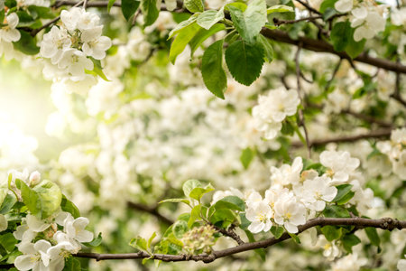 spring orchard with apple tree branch blooming with white delicate flowers in sunlightの写真素材