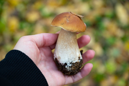 Boletus edulis or porcini mushroom in human handの写真素材
