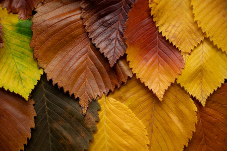 Autumn multi colored leaves of elm tree backgroundの写真素材