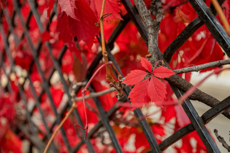 wild grape plant with red autumn leaves wrapped around fence netの写真素材