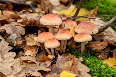 group of mushrooms growing in forwst among dry fallen leavesの写真素材