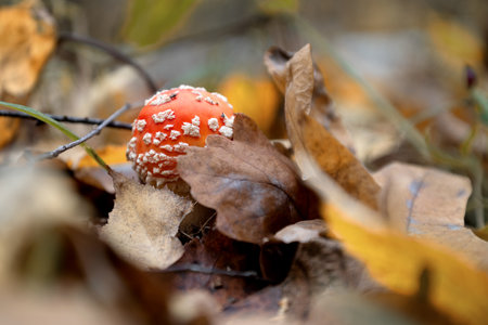 fly agaric amanita mushroom with spotted red cap grows through fallen leavesの写真素材