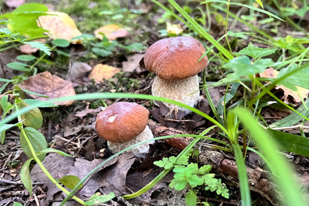 boletus mushrooms growing  on ground among grass in forestの写真素材