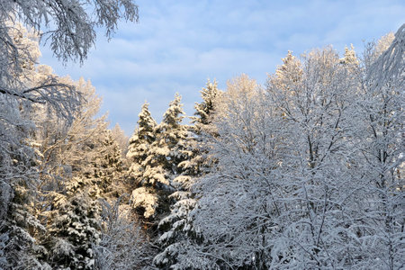 look up on snow covered trees and firs in winter forest against blue skyの写真素材