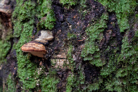 tree bark covered with green moss and chaga mushroom close upの写真素材