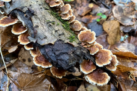 Group of Trametes versicolor mushrooms grow on tree logの写真素材