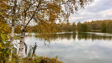 birch tree with yellowed leaves on lake shore autumn landscapeの写真素材