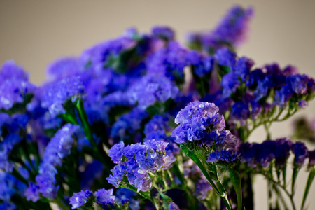 dark flowersの写真素材