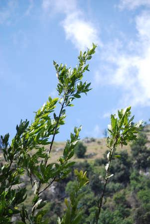 MOUNTAIN LANDSCAPE IN CAMPANIA, SOUTH ITALY.の写真素材