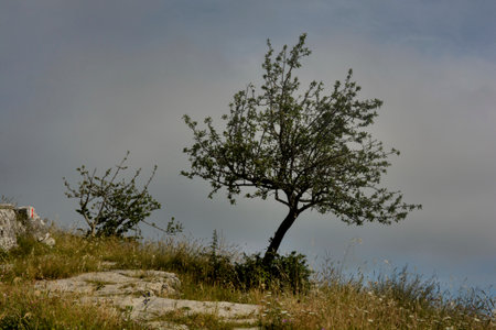 Italy : View of Tubenna Mountain In Castiglione Del Genovesi,June 8,2020.のeditorial素材