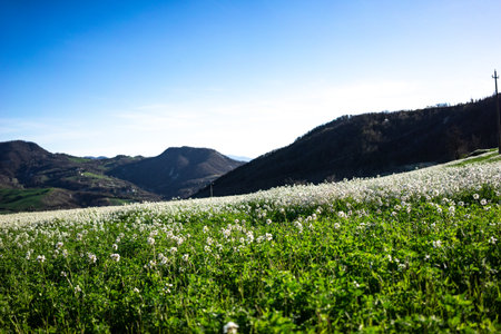 Meadow with white flowers and blue sky,の写真素材