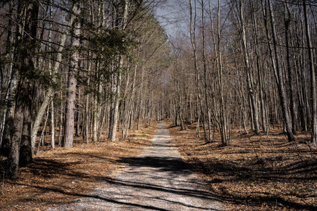 Beautiful autumn landscape in the forest with bare trees and roadの写真素材