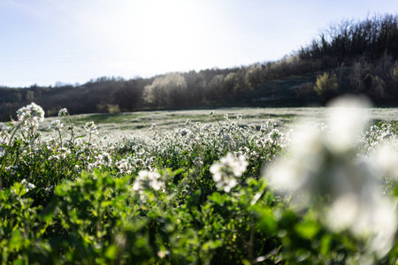 White clover flowers on a meadow in early spring, sunny dayの写真素材