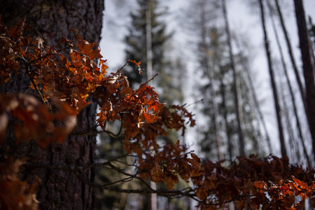 Autumn leaves on a tree in the forest. Selective focus.の写真素材