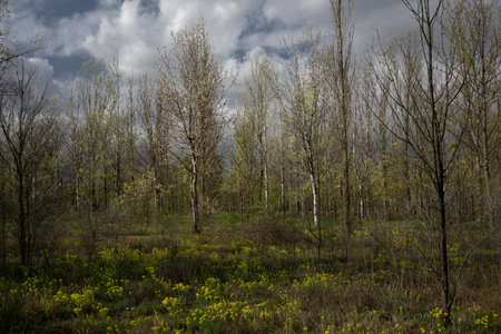 Spring landscape with birch grove and yellow wildflowers.の写真素材