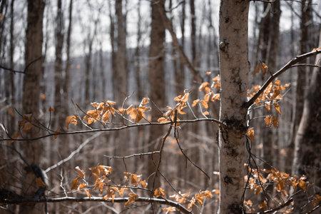 Autumn birch leaves on the background of the autumn forest.の写真素材