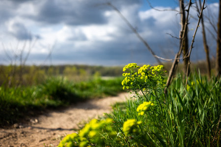 Yellow flowers on a spring meadow. Spring landscape.の写真素材