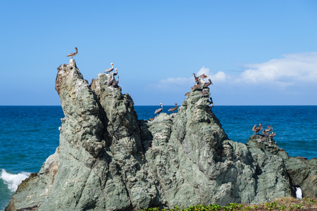 A group of pelicans roosting on an isolated rock along the coast next to Caracas (Venezuela).の写真素材