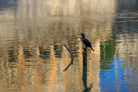 Nature photography - black cormorants along the banks of the Tiber in Rome (Italy, Europe).