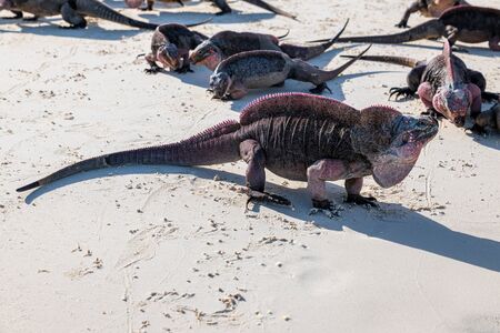 The famous wild iguanas of Allen's Cay beach (Great Exuma, Bahamas).の写真素材