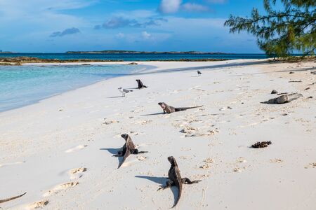 The famous wild iguanas of Allen's Cay beach (Great Exuma, Bahamas).