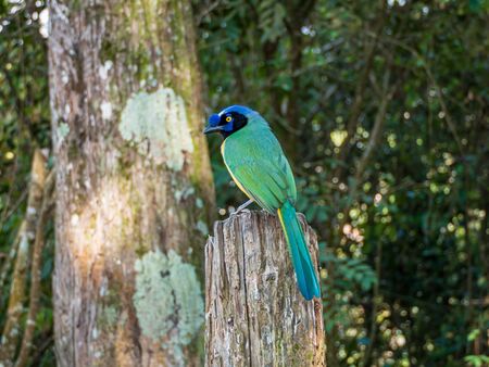 Birds of the Avila natural park in Caracas, Venezuela (Cyanocorax yncas or green jay).の写真素材