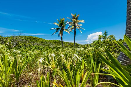 Tropical vegetation in Contoy island in the caribbean sea (Quintana Roo, Mexico).