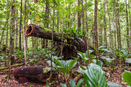 Tropical vegetation in Canaima National Park, Bolivar, Venezuela.