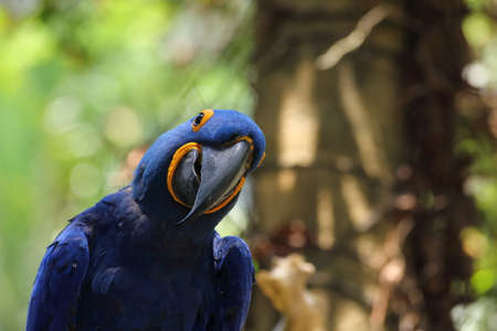 blue parrotの写真素材