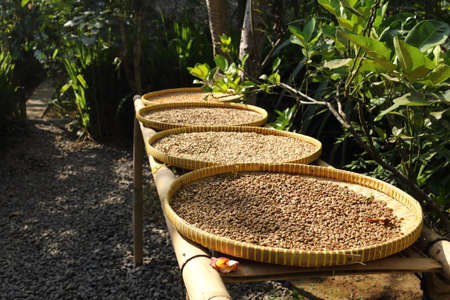 luwak coffeの写真素材