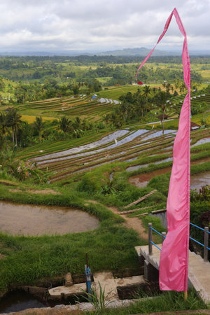 rise plantationsの写真素材