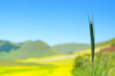 ear of corn in the windの写真素材