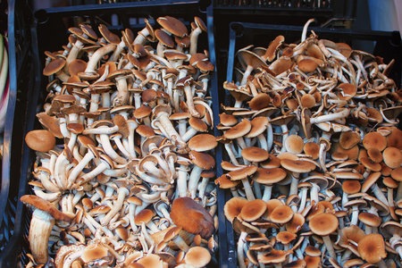 basket of mushroomsの写真素材