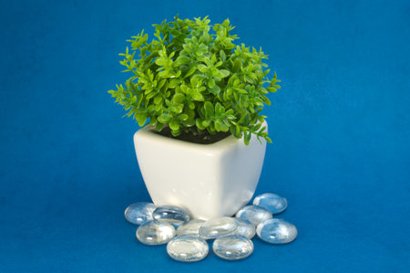 small green plant between the stonesの写真素材