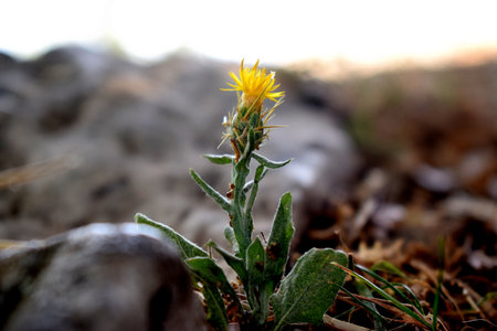 Lion's mouth at S.Erasmoの写真素材